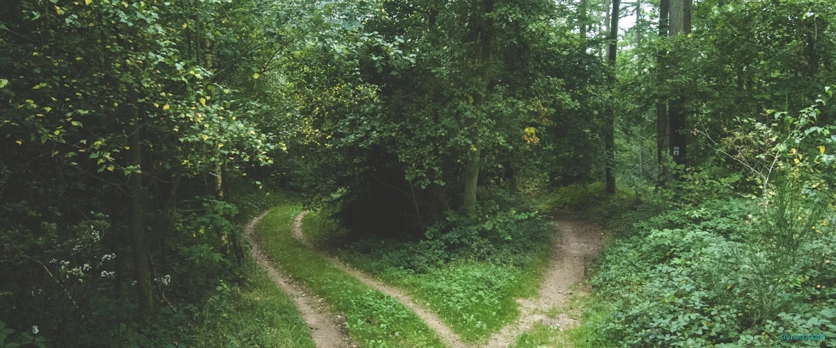 Two diverging gravel paths through a misty forest. One path leads to a bright clearing, the other into deeper woods. Career fork metaphor. Purple and amber atmospheric fog.